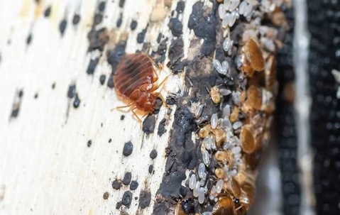 Banishing Bed Bugs: A Comprehensive Guide To Effective Removal In 